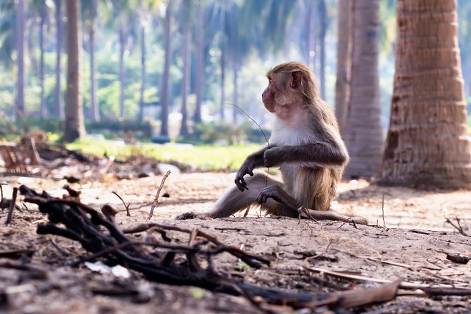 Can Gio Mangrove Eco And Wildlife Discovery Tour - Vam Sat Eco-Tourist Zone: birds, crocodiles, and bat lagoon time
