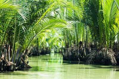 Can Gio Mangrove Eco And Wildlife Discovery Tour - Tang Bong Tower: getting your bearings from above
