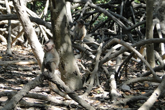 Can Gio Mangrove Eco And Wildlife Discovery Tour - Canoe through the mangroves to Rung Sac Guerilla Base