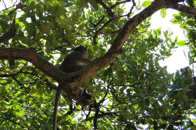 Can Gio Mangrove Eco And Wildlife Discovery Tour - Price and value: is $169 a fair deal?