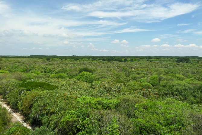 Can Gio Mangrove Eco And Wildlife Discovery Tour - Who this tour suits best (and who should adjust expectations)