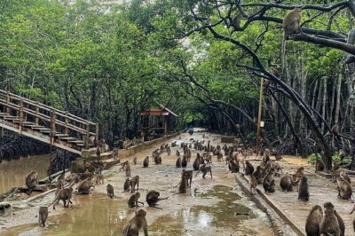 Can Gio Mangrove Forest Island Private Tour From Ho Chi Minh City - Getting There Smoothly From Saigon: Private Car Plus Ferry Time