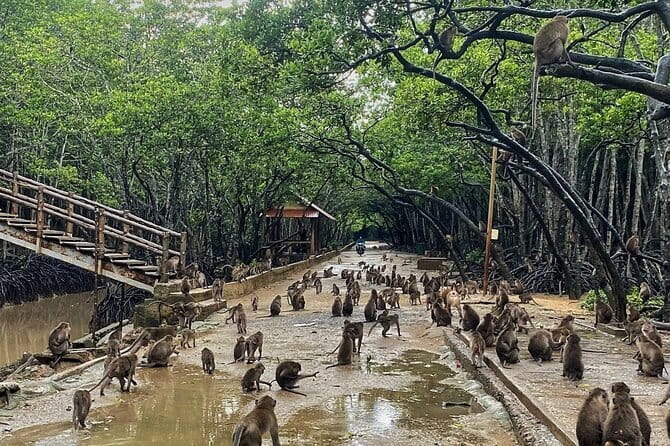 Can Gio Mangrove Forest Island Private Tour From Ho Chi Minh City - Getting There Smoothly From Saigon: Private Car Plus Ferry Time