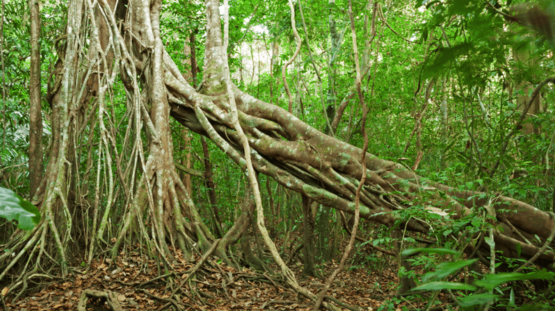 Cat Tien National Park with Crocodile Lake - Key things I’d circle before you book