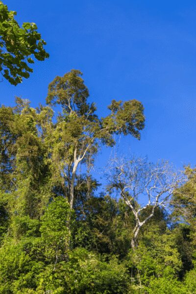 Cat Tien National Park with Crocodile Lake - The ecological trail: Tung tree, big plants, gibbons, and Heaven’s Rapids