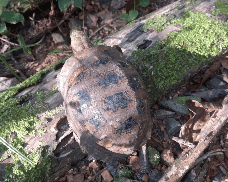 Cat Tien National Park with Crocodile Lake - Crocodile Lake and the UNESCO biosphere: what you can hope to see