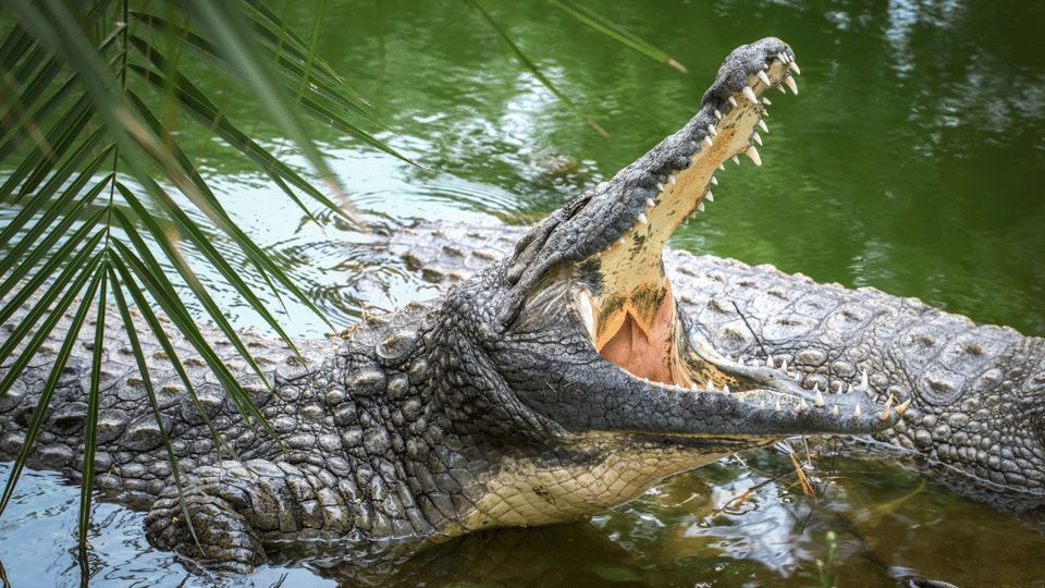 Cat Tien National Park with Crocodile Lake - Boating on Crocodile Lake: spotting from water level