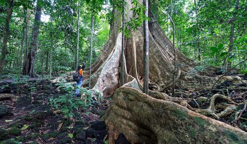 From HCM: Cat Tien Park Jungle Day Trip with Optional 2D1N - Getting from Ho Chi Minh City to Cat Tien: the early starts