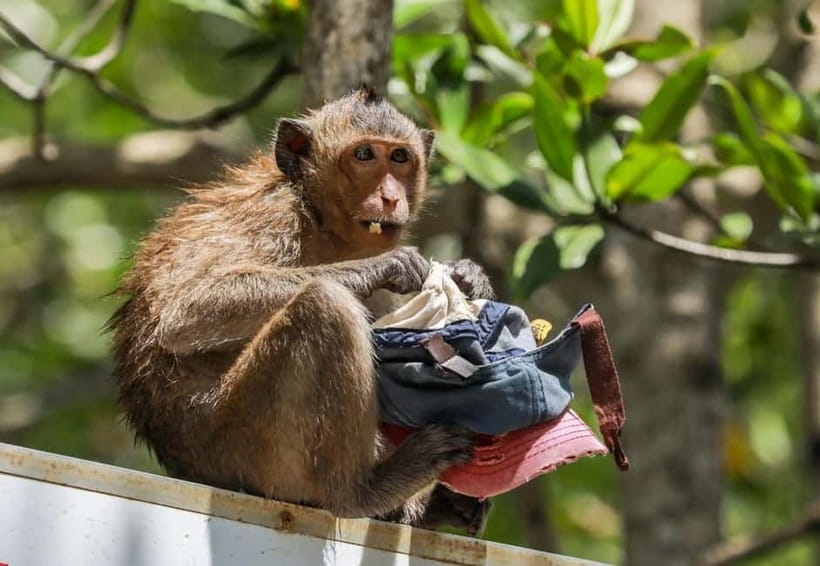 From Ho Chi Minh: Can Gio Monkey Island & Mangrove Tour - Monkey Island with 1,000-plus wild monkeys