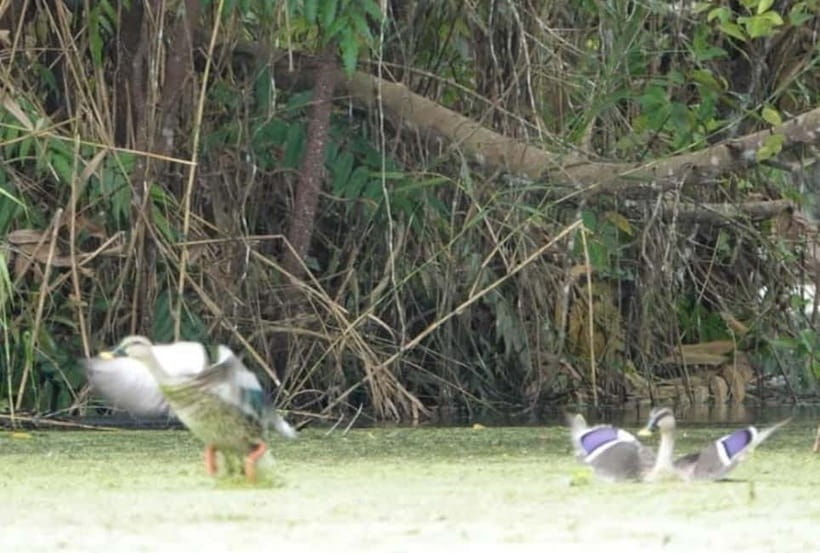 From Ho Chi Minh: Mekong Delta 3-Day Tour with Tra Su Forest - Food on the Mekong: what you’ll try and how to handle fish set meals