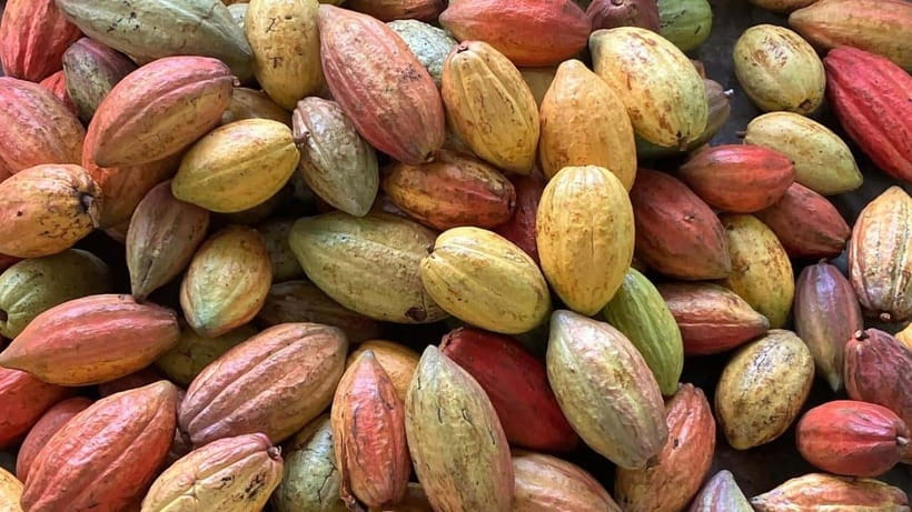 Ho Chi Minh: Authentic boat trip - Cai Rang Floating Market - Vườn Ca Cao Mười Cương: cacao farming and a fresh cacao milk drink