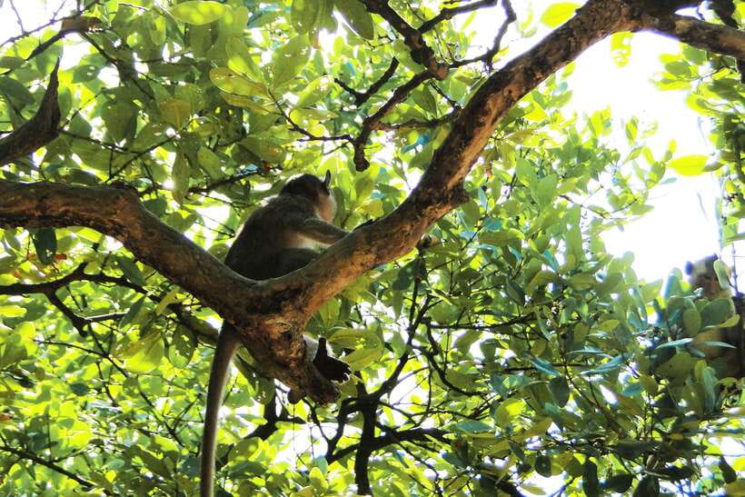Ho Chi Minh City: Can Gio Eco Escape And Wildlife Discovery - Rừng Sác Guerrilla Base: History Made Visible in the Mangroves