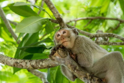 Ho Chi Minh City: Can Gio Eco Escape And Wildlife Discovery - Getting There From District 1, 3, 5, 10 (and Phu Nhuan)