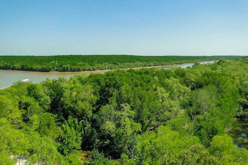 Ho Chi Minh City: Can Gio Eco Escape And Wildlife Discovery - Forest Park and Monkey Island: A Dense Nature Encounter