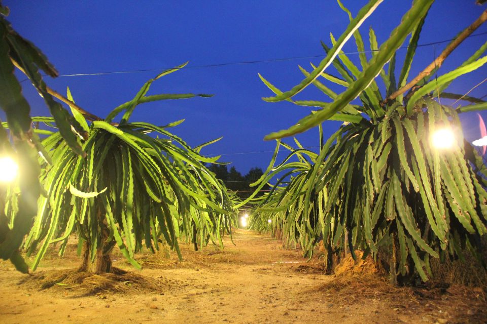 Ho Coc Beach, Nature Reserve & Dragon Fruit Farm Day Tour - Why Ho Coc Beach Feels Like a Reset Day