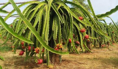 Ho Coc Beach, Nature Reserve & Dragon Fruit Farm Day Tour - A Quick Pepper Farm Stop (And Why It Matters)