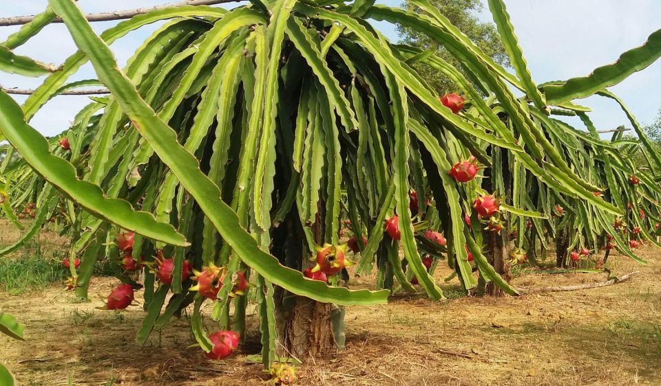 Ho Coc Beach, Nature Reserve & Dragon Fruit Farm Day Tour - A Quick Pepper Farm Stop (And Why It Matters)