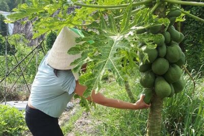 Market to Farm to Table Cooking Class in saigon - The Farm Visit: Picking Produce and Learning Plant Logic