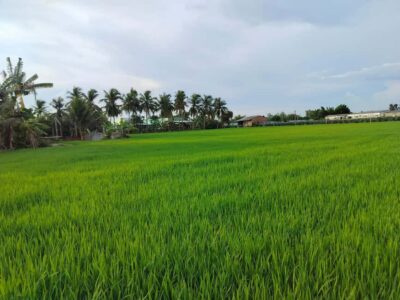 Mekong Day Trip Group 12pax Explore Bicycle & Cooking Class - From District 1 pickup to Bến Lức: get ready for a real morning start