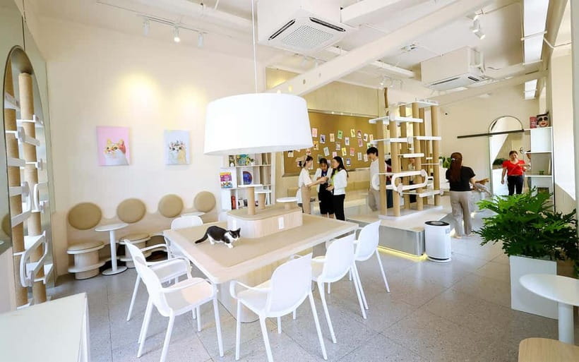 Méo Meo Cat Cafe in Center of Saigon - Finding Méo Meo: The giant cat near Ben Thanh Market