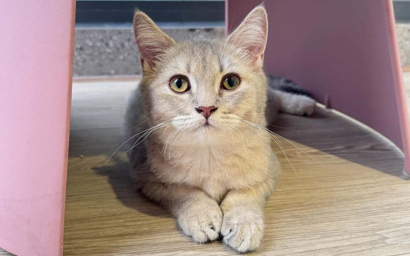 Méo Meo Cat Cafe in Center of Saigon - Ben Thanh Views While You Chill: seating, snacks, and board games