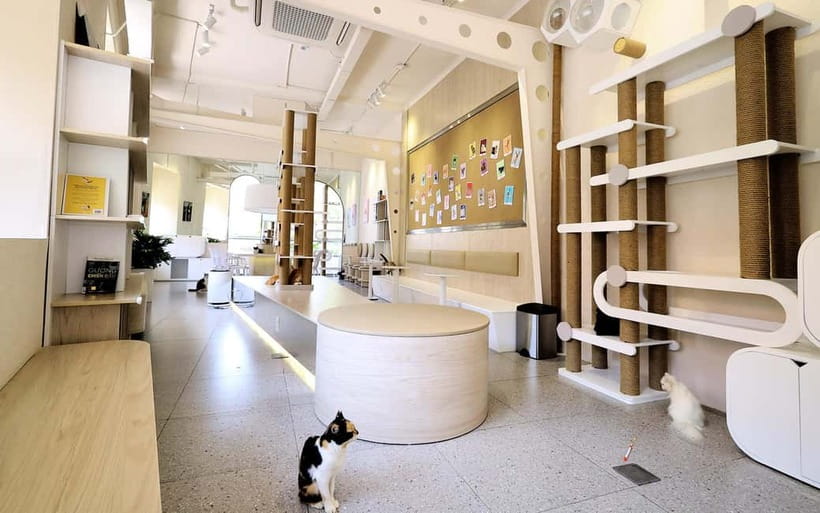 Méo Meo Cat Cafe in Center of Saigon - Practical Rules That Matter (Shoes, bags, and cat etiquette)