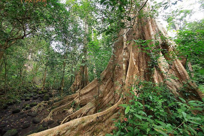Nam Cat Tien National Park 2-Day Tour with Lodging, Meals.. - Key things I’d plan around