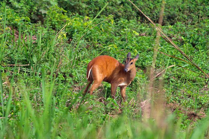 Nam Cat Tien National Park 2-Day Tour with Lodging, Meals.. - Lava tubes and crater-country walking in Nam Cat Tien