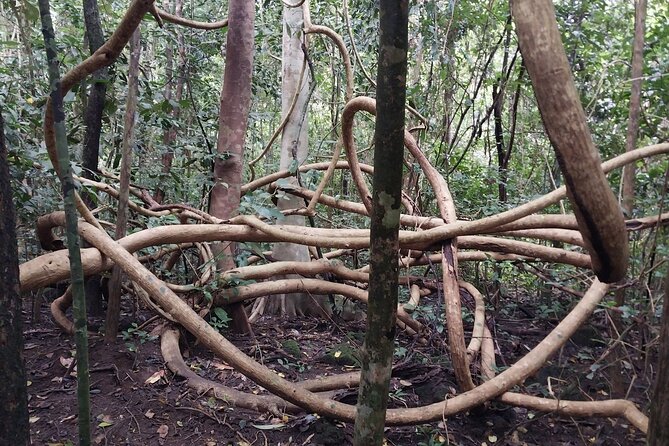 Nam Cat Tien National Park 2-Day Tour with Lodging, Meals.. - Night wildlife viewing by jeep: how to make it work