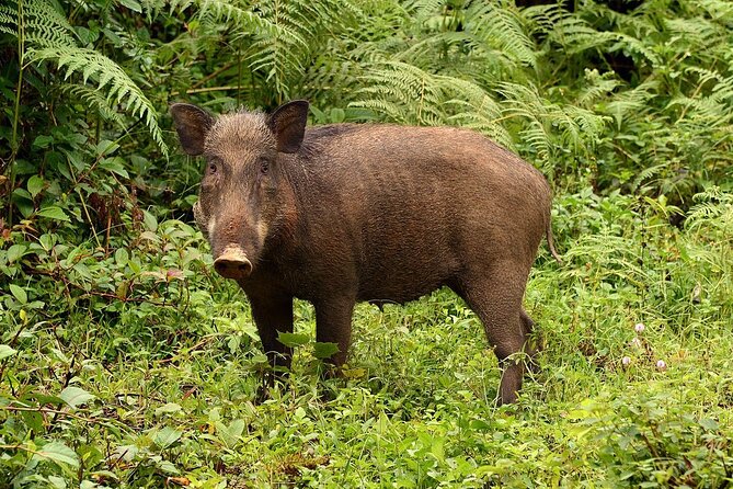 Nam Cat Tien National Park 2 Days 1 Night - Private Tour - Who should book this private Cat Tien tour