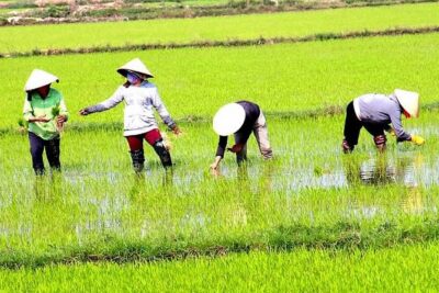 Private - An Authentic Mekong Local Version - Day Tour - Scooter time through rice fields and dragon fruit country