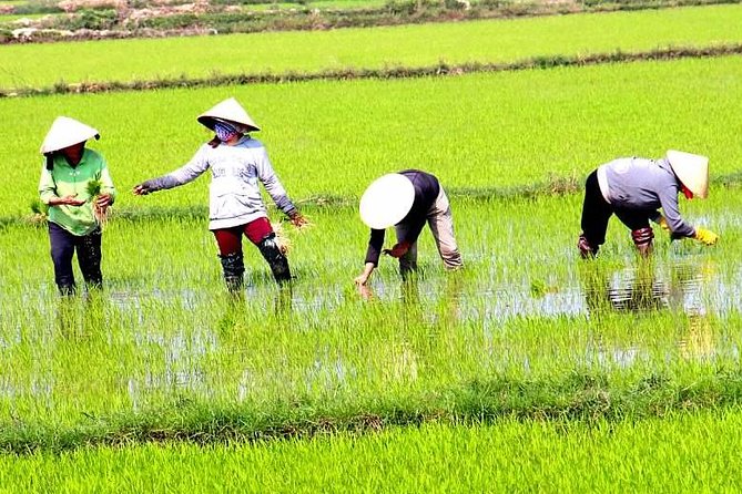 Private - An Authentic Mekong Local Version - Day Tour - Scooter time through rice fields and dragon fruit country
