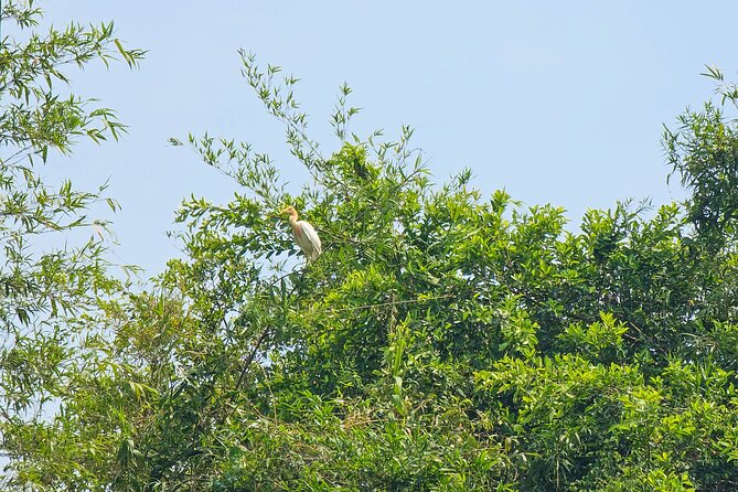 Private Full Day Mekong Delta Tour to Dong Thap Muoi Wetlands - A Countryside Lunch That Actually Fits the Theme