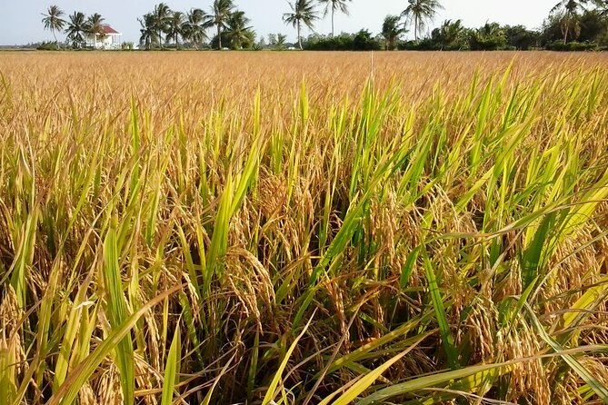 Private Mekong Delta Less Tourist - Coconut Island Tour - Key Points You’ll Care About