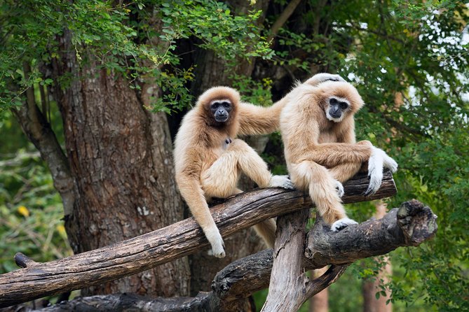 Private Tour: Cu Chi Tunnels and Cao Dai Temple - Key highlights for your day